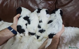 Cockapoo dogs for sale: F1 Cockapoos, Parti Roan. DNA HEALTH TESTED - Image 6