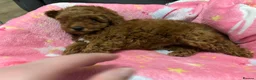 Toy Poodle dogs for sale: 🐾 Stunning Red Toy Poodle Puppies   - Advert 4