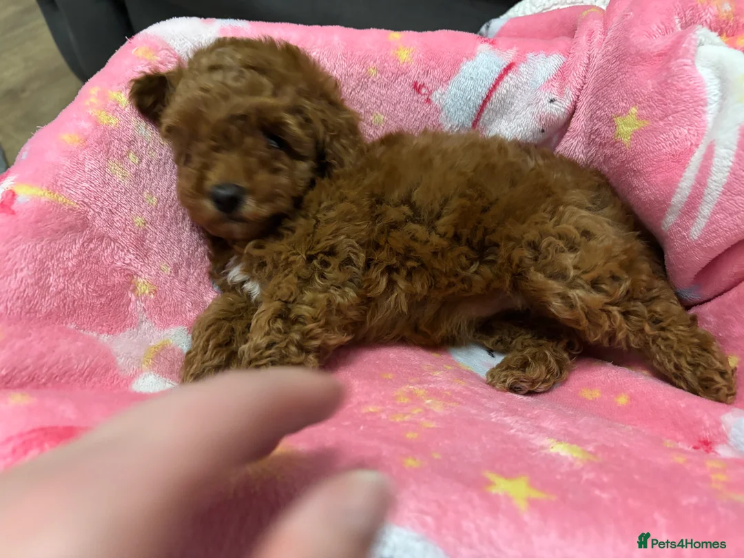 Toy Poodle dogs for sale: 🐾 Stunning Red Toy Poodle Puppies   - Advert 4