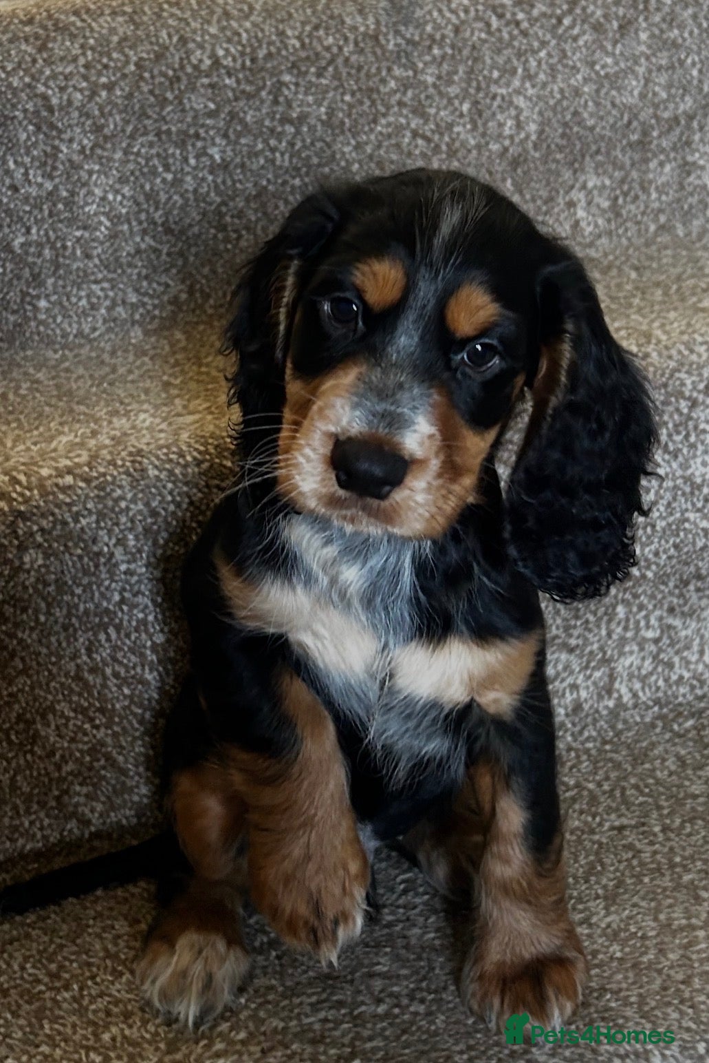 Cocker Spaniel dogs Stunning Cocker Spaniels Puppies’s 💖💙💖💙 - Advert 1