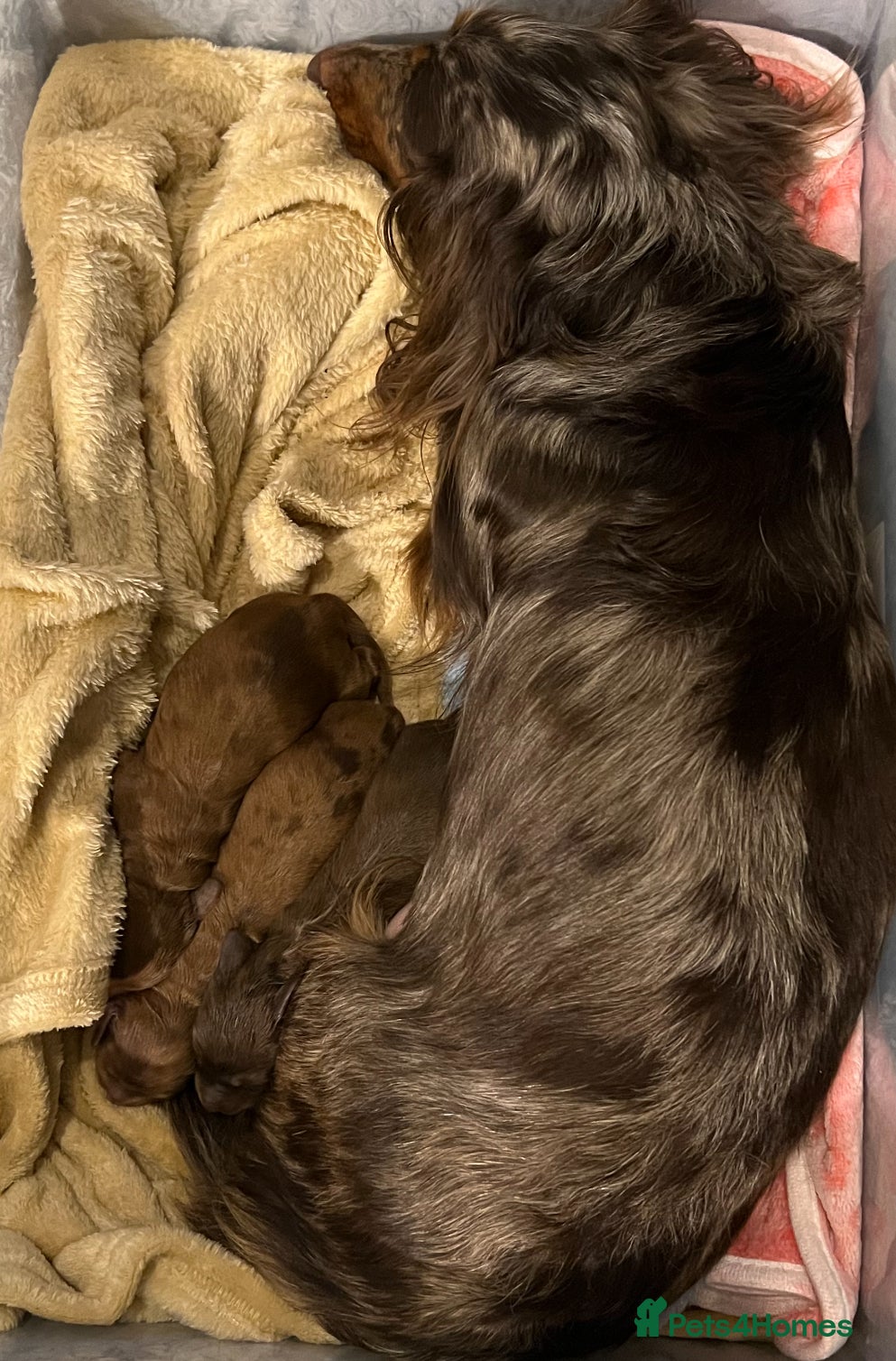 Miniature Dachshund dogs Stunning LH miniature Dachshund puppies  - Advert 10