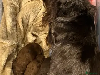 Miniature Dachshund dogs Stunning LH miniature Dachshund puppies - Advert 6