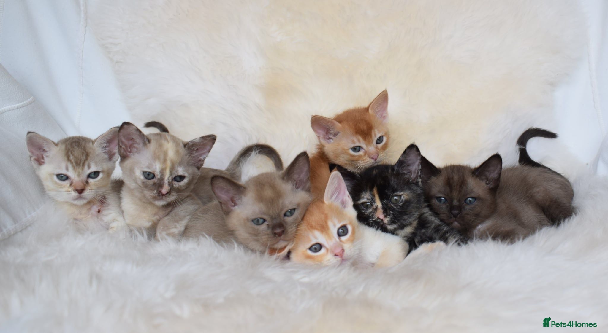 Burmese cats Championship Quality Kittens - Advert 1