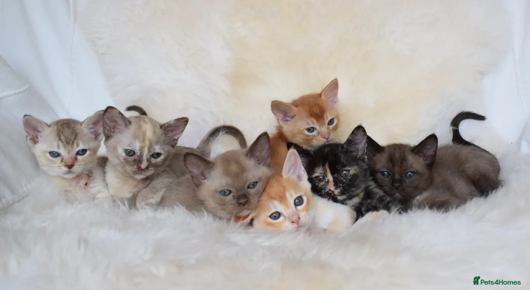 Burmese cats for sale: Championship Quality Kittens in Honiton - Advert 1