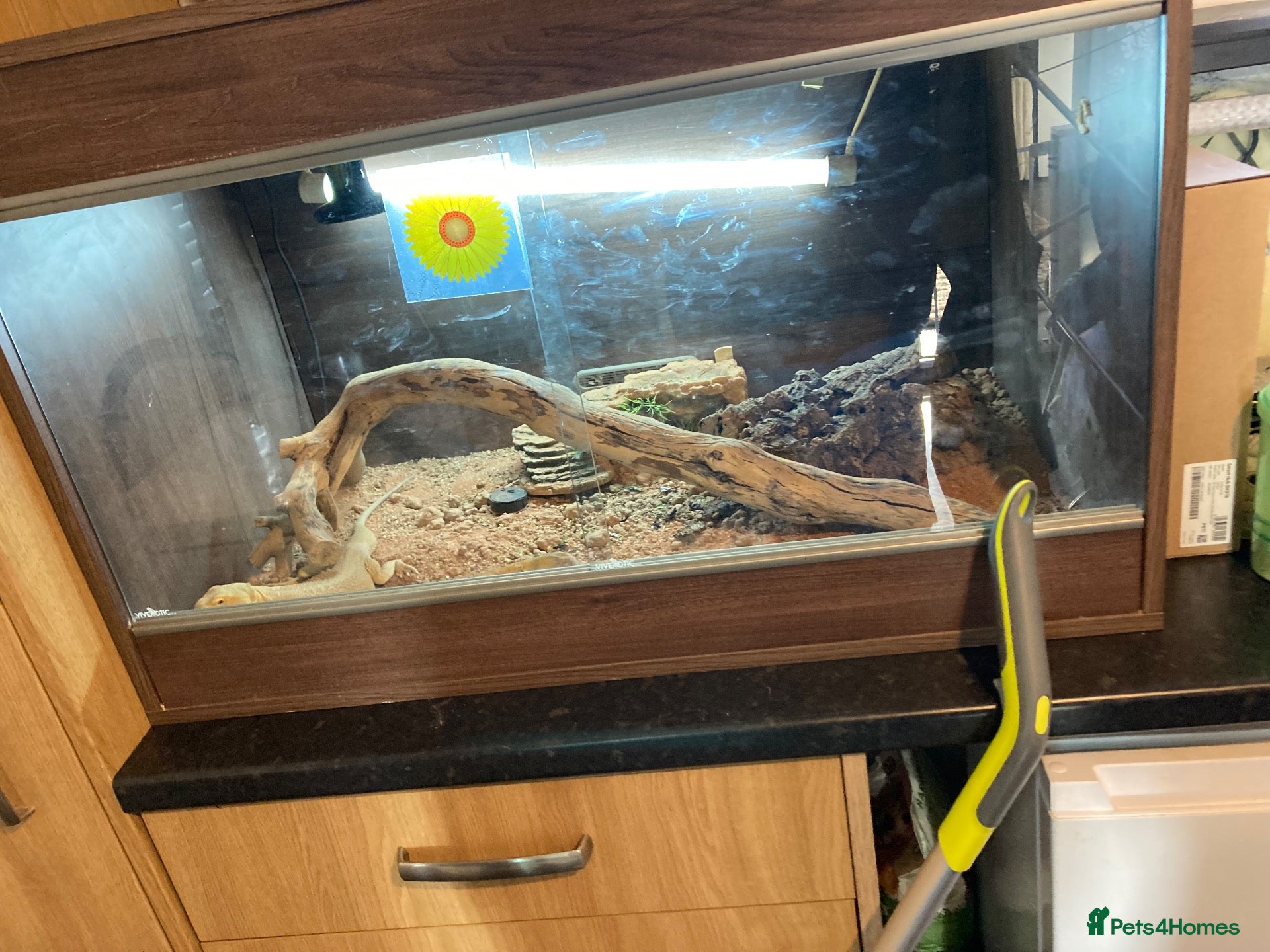 Bearded Dragon reptiles for sale: Beared dragon  - Advert 1