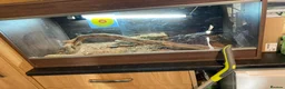 Bearded Dragon reptiles for sale: Beared dragon  - Advert 1