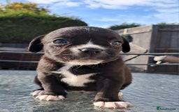 Mixed Breed dogs for sale: Frenchbulldog cross puppies  - Image 4