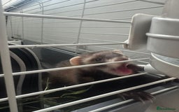 Ferret rodents for sale: ferret jills for sale - Image 10