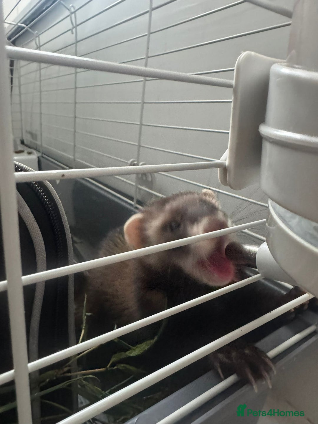 Ferret rodents for sale: ferret jills for sale - Image 10