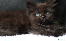 Ragdoll cats for sale: Healthy Kitten Fully Vaccinated Litter Box Trained - Image 2