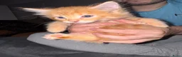 Mixed Breed cats for sale: 3 x mixed breed kittens  - Advert 10