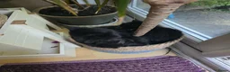 Mixed Breed cats for sale: 5 adorable boy kittens - Advert 12