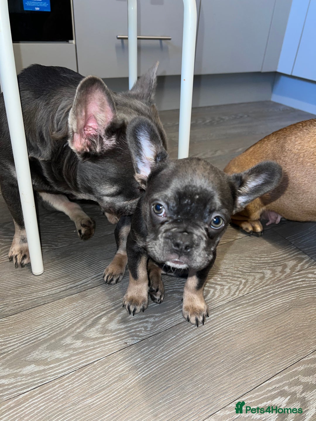 French Bulldog dogs for sale: Adorable Purebred Female French Bulldogs Ready! - Advert 7