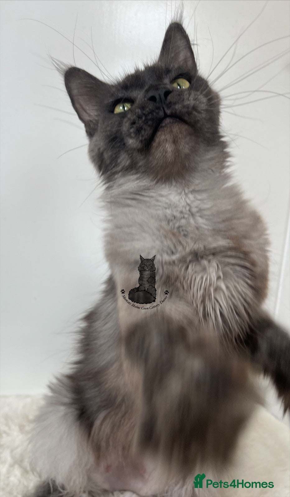 Maine Coon cats TICA female blue smoke cat Maine Coon ex-queen - Advert 5