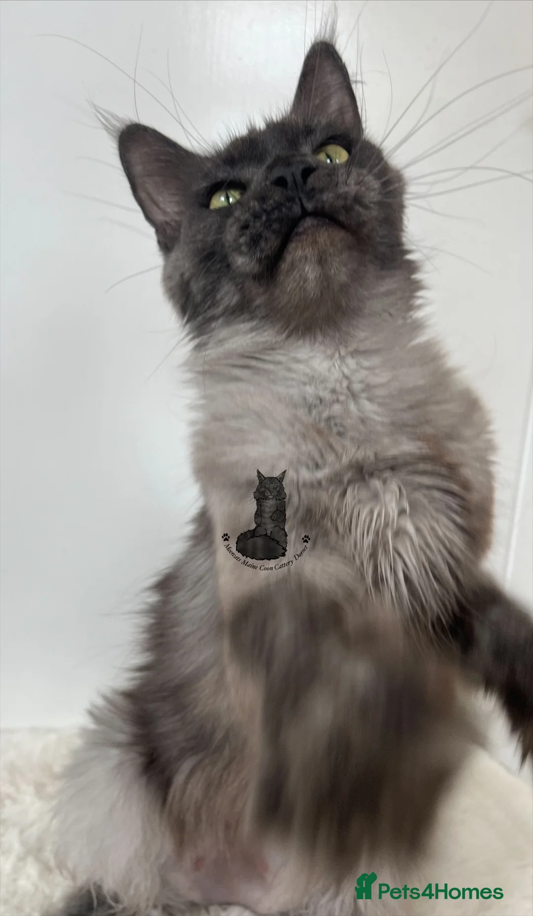 Maine Coon cats for sale: TICA female blue smoke cat Maine Coon ex-queen - Advert 1