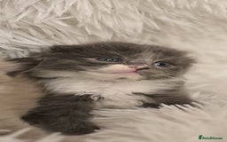 Scottish Fold cats for sale: Beautiful Scottish fold babies - Image 5