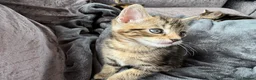 Bengal cats for sale: Bengal x Maine Coon Kittens - Advert 13
