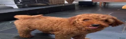 Goldendoodle dogs for sale: Mini Irishdoodle Ready now! health tested parents - Advert 8
