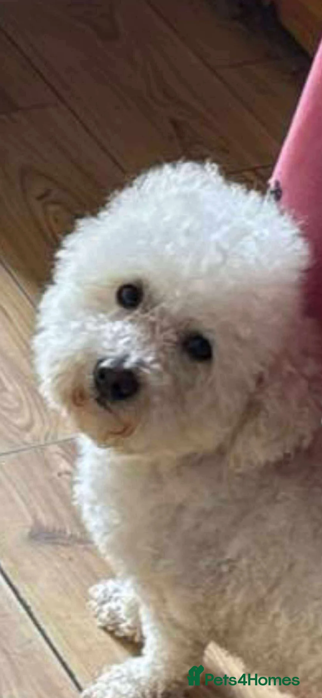 Poochon dogs for sale: Adorable Poochon Puppies  - Advert 2