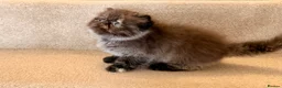 Persian cats for sale: Beautiful Pedigree Persian 1 Male 1 Female - Advert 2