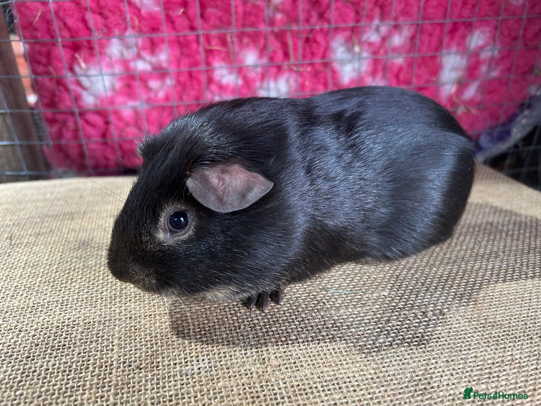 Guinea Pig rodents for sale: Guinea pigs mixed breeds - Advert 10