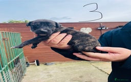 Lurcher dogs for sale: lurcher pups - Advert 15
