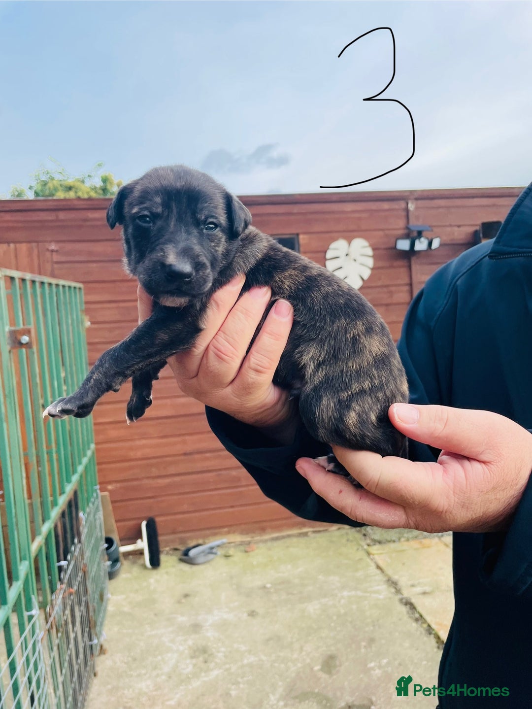 Lurcher dogs for sale: lurcher pups - Advert 15