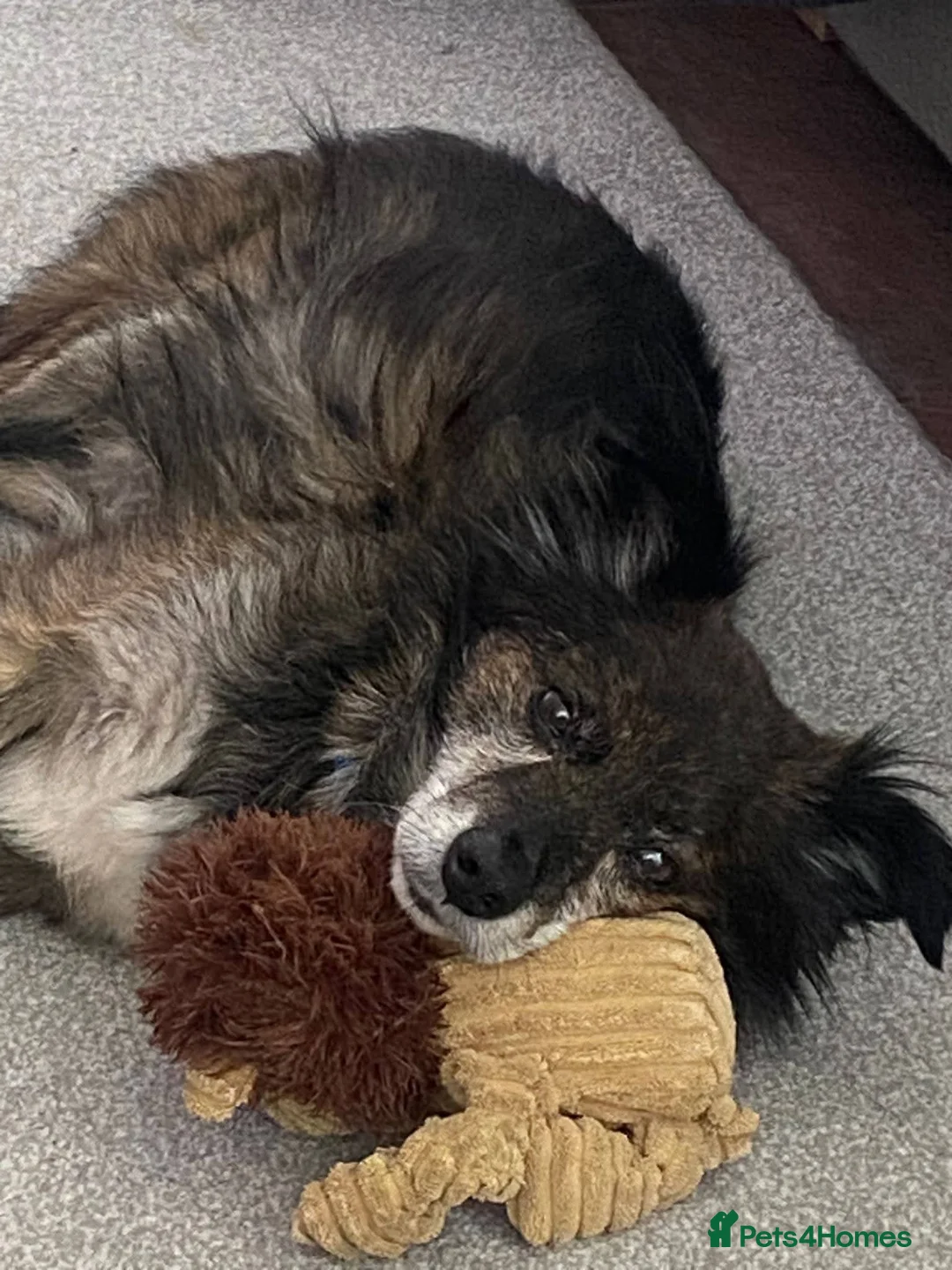 Mixed Breed dogs for adoption: Meet Gizmo, currently residing in Lancashire  - Advert 2