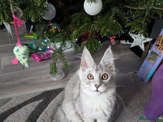 Maine Coon cats Tica registered READY NOW !!Pedigree Maine coons - Advert 13