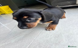 Mixed Breed dogs for sale: Dorkie Puppies  - Image 11
