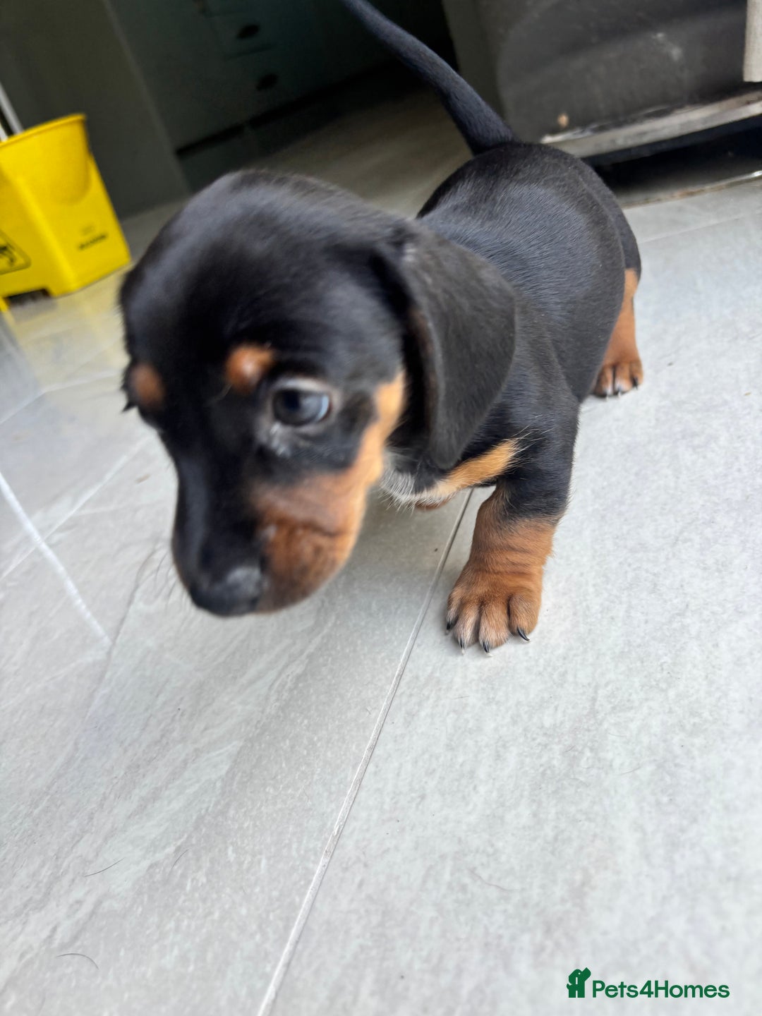 Mixed Breed dogs for sale: Dorkie Puppies  - Image 11