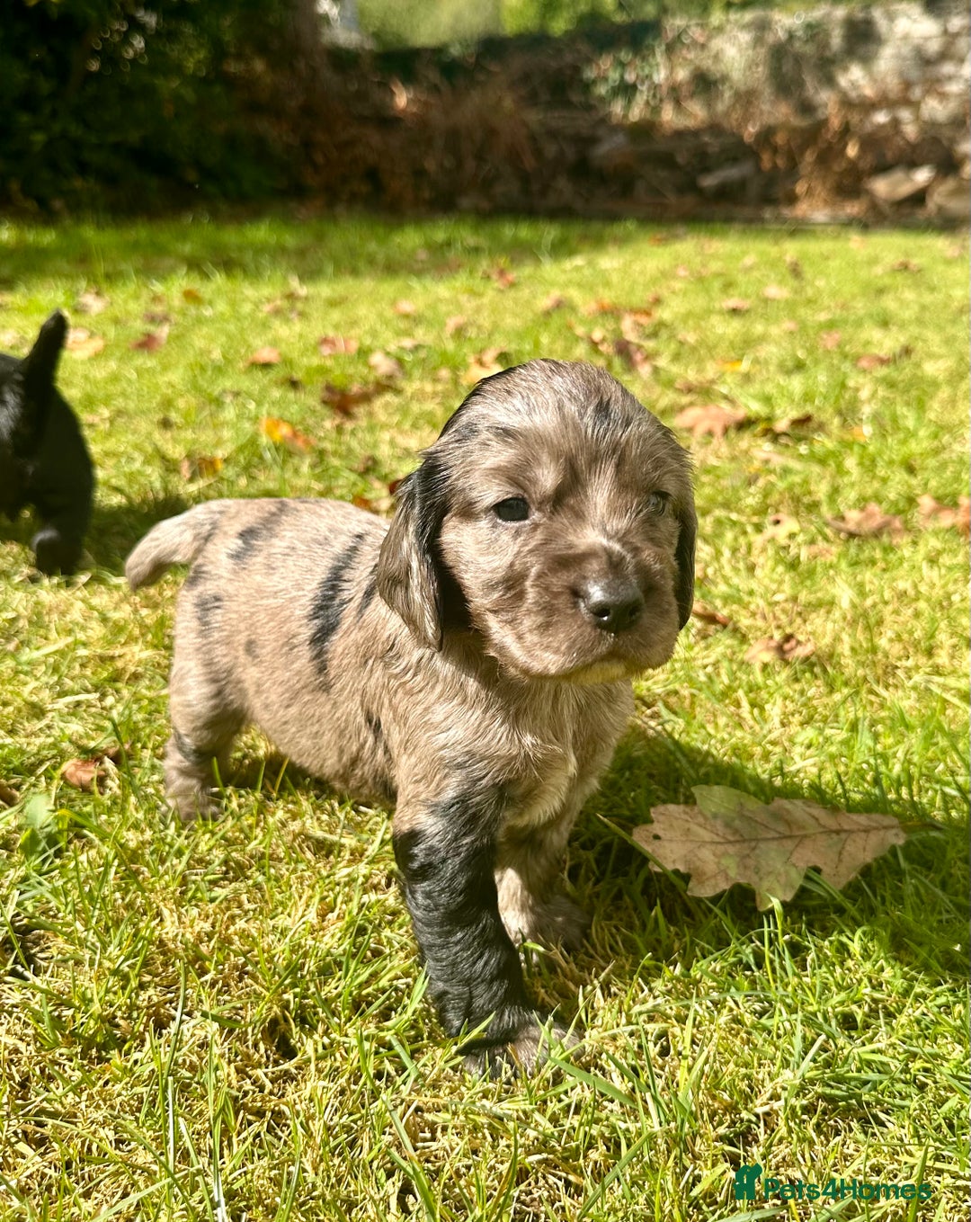 Sprocker dogs for sale: Sprocker spaniel puppies  - Image 13