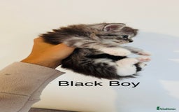 Ragdoll cats for sale: LAST ONE! Pedigree Ragdoll Kittens - REDUCED  - Image 14