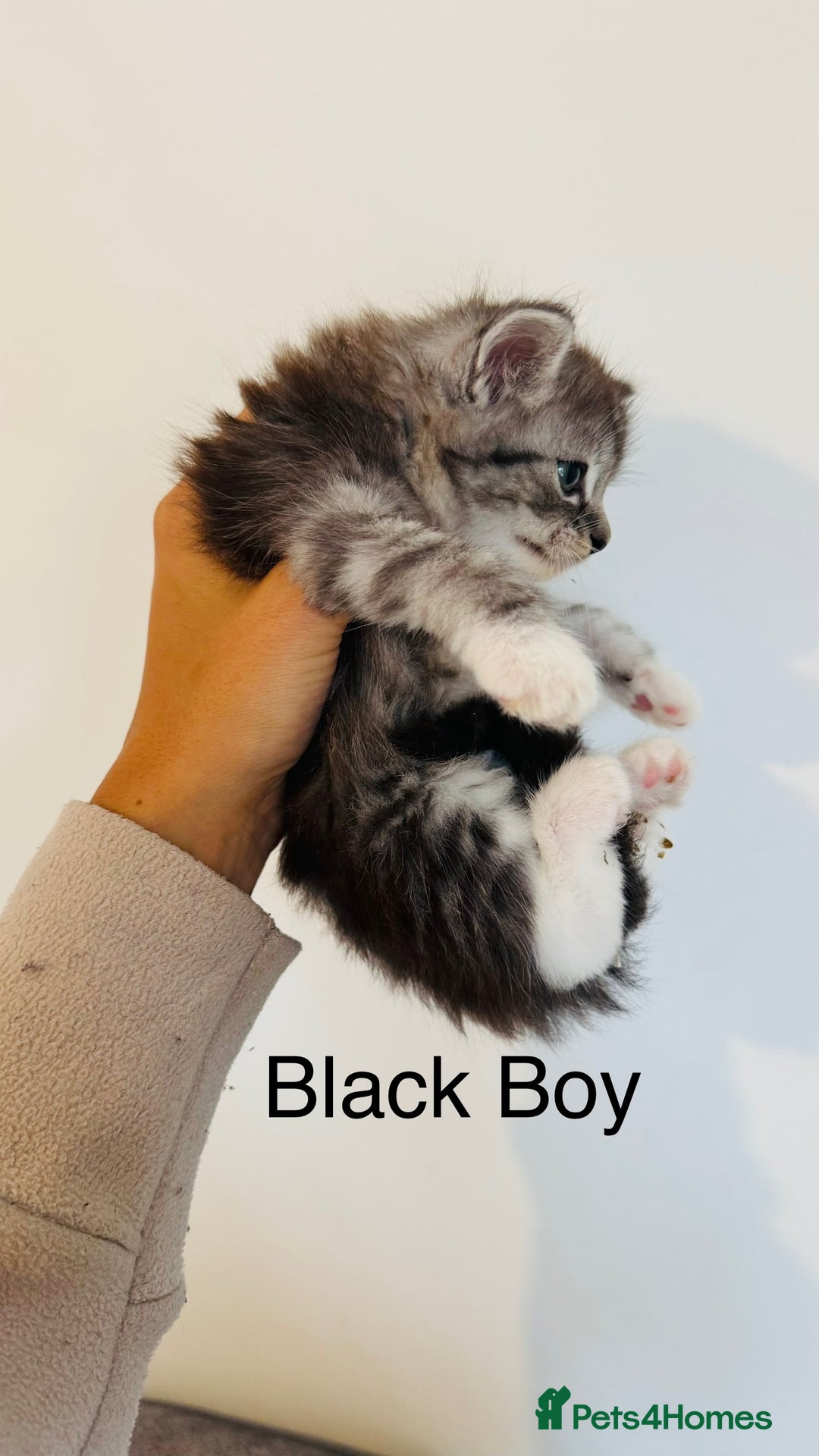 Ragdoll cats for sale: LAST ONE! Pedigree Ragdoll Kittens - REDUCED  - Image 14