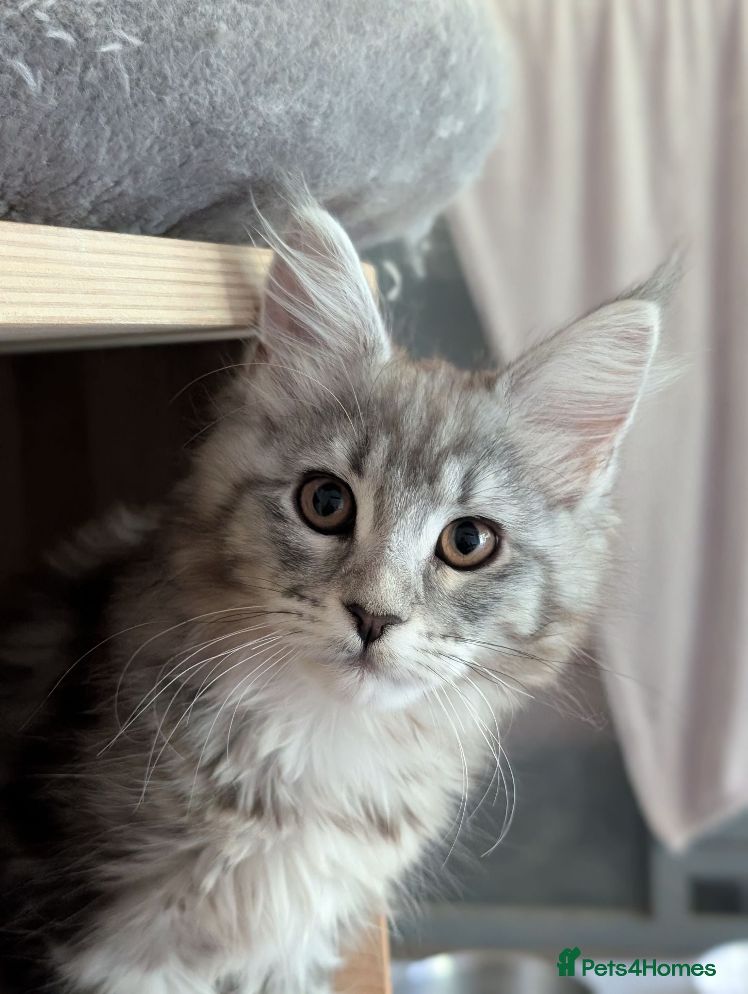Maine Coon cats Ready now. Tica Registered Maine coon Kittens  - Advert 1