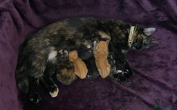 Mixed Breed cats for sale: Mixed kittens ready to go early december - Image 1