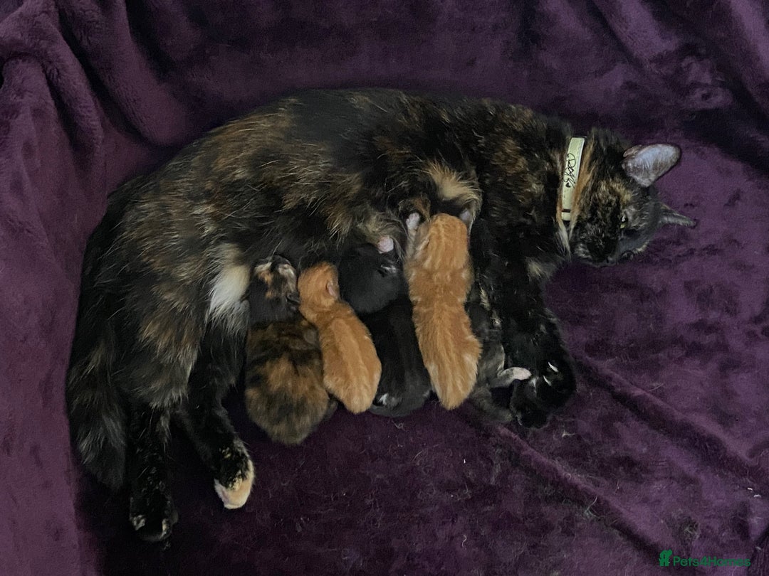 Mixed Breed cats for sale: Mixed kittens ready to go early december - Image 1