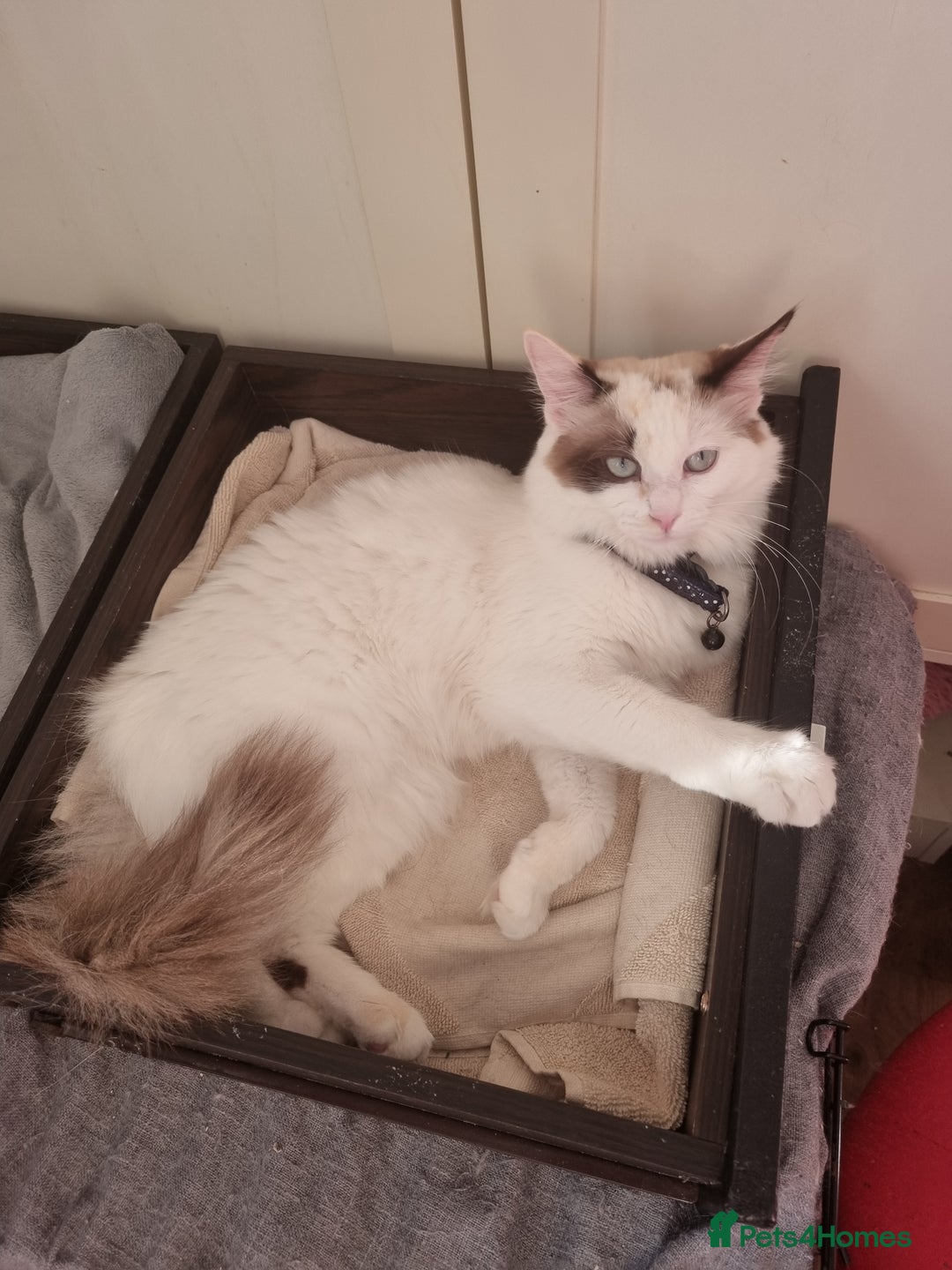 Ragdoll cats for sale: Bicolour ragdoll girls  - Advert 13