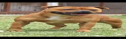 Staffordshire Bull Terrier dogs for sale: Red staffy puppys  - Advert 6