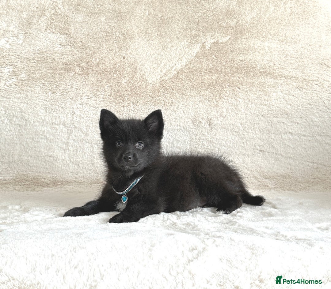 Pomsky dogs for sale: Adorable small f3 Pomsky puppies for sale  - Image 9