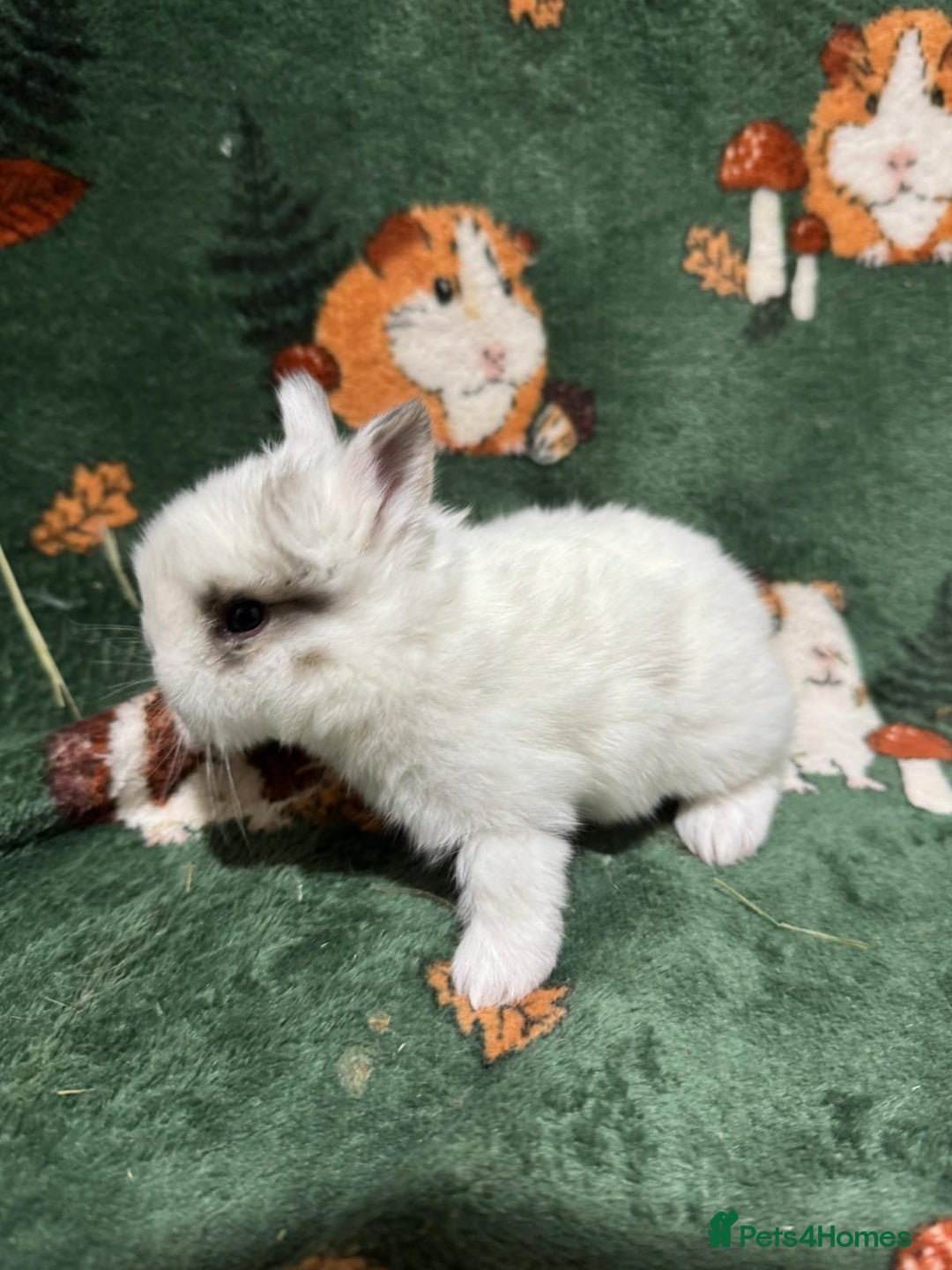 Netherland Dwarf rabbits for sale: Baby Netherland Dwarfs  - Advert 6