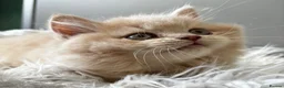 British Longhair cats for sale: **Only 2 Remaining! GCCF British LH/SH Kittens ** - Advert 10
