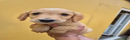Golden Retriever dogs for sale: Unexpectedly readvertised - Advert 5