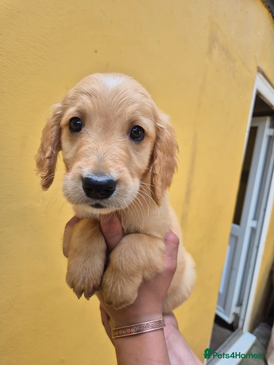Golden Retriever dogs for sale: Unexpectedly readvertised - Advert 5