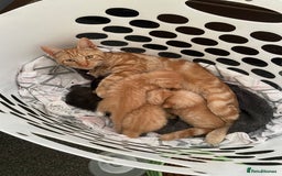 Mixed Breed cats for sale: Male kittens  - Image 3