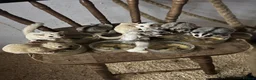 Sugar Glider rodents for sale: Sugar Gliders for sale  in ELY - Advert 3