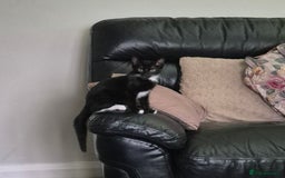 Domestic Shorthair cats for sale: Beautiful kittens looking for their forever home  - Image 4