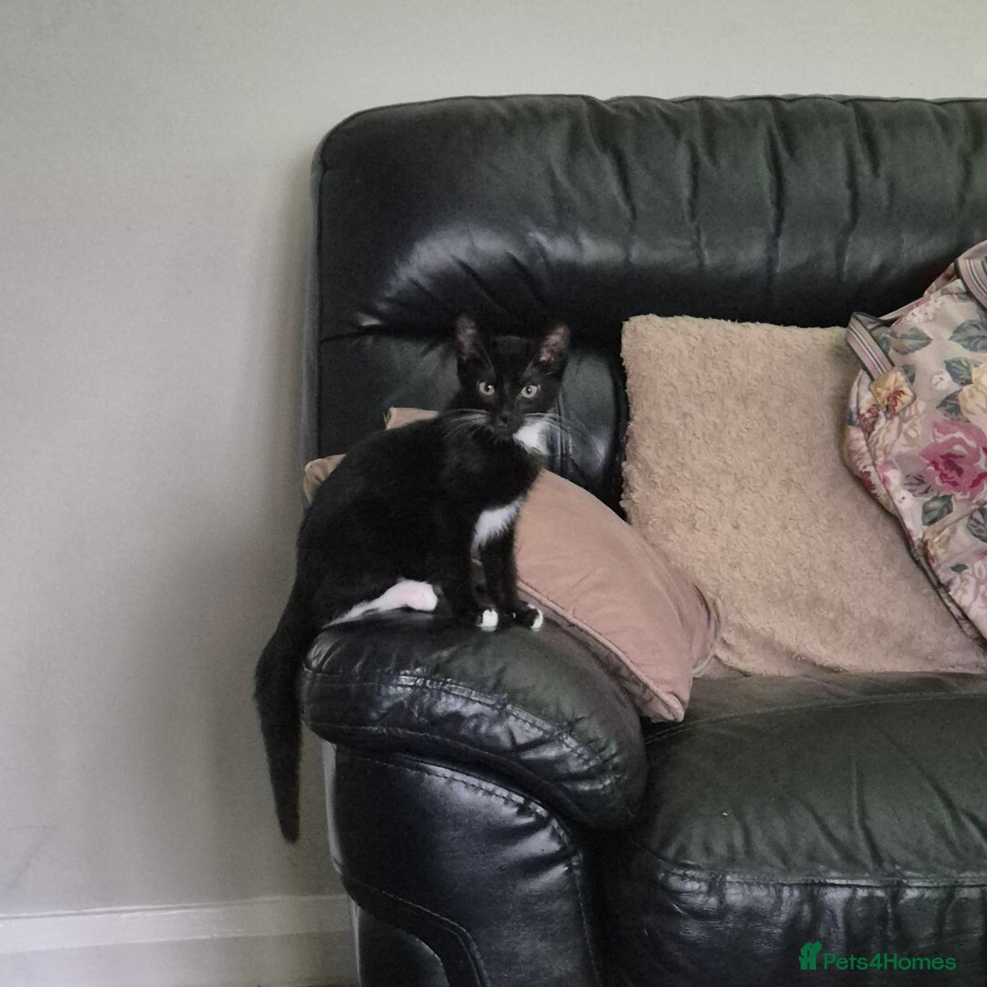 Domestic Shorthair cats for sale: Beautiful kittens looking for their forever home  - Image 4