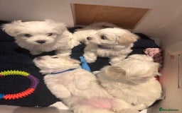 Maltese dogs for sale: 5 Generation KC registered Maltese - Image 11