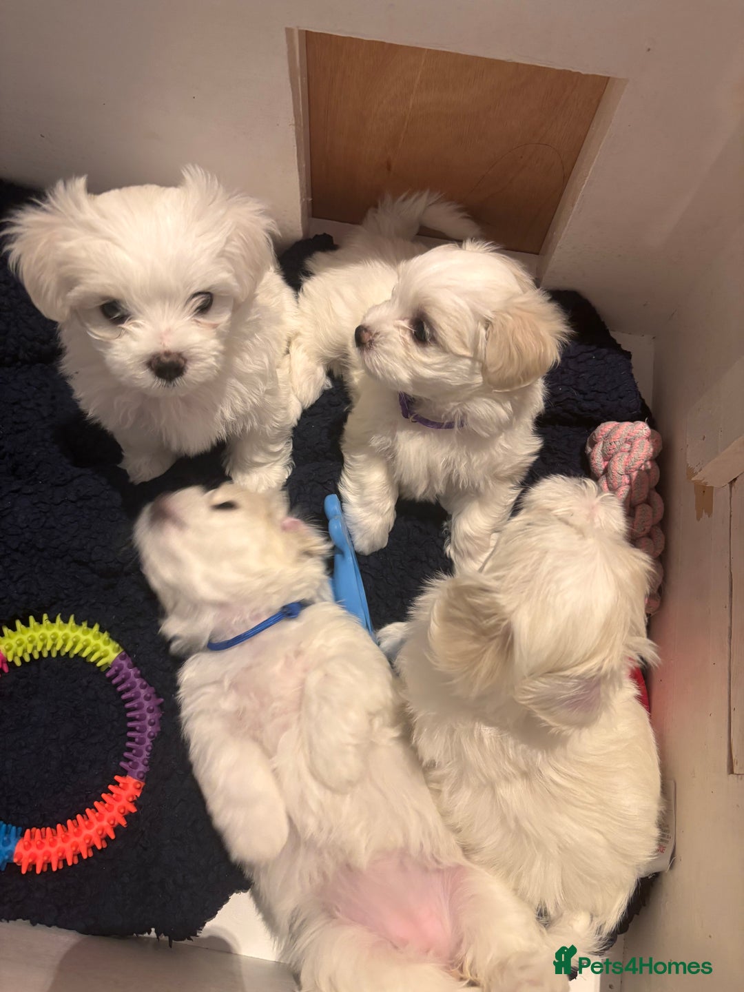 Maltese dogs for sale: 5 Generation KC registered Maltese - Image 11